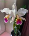 Cattleya Eva’s Fabula Contigo(labiata SA x rex). .